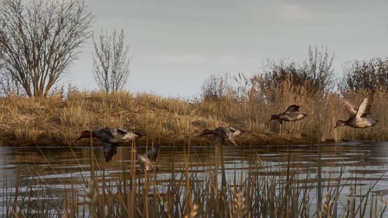 BULT: Hunting simulator gameplay screenshot 2